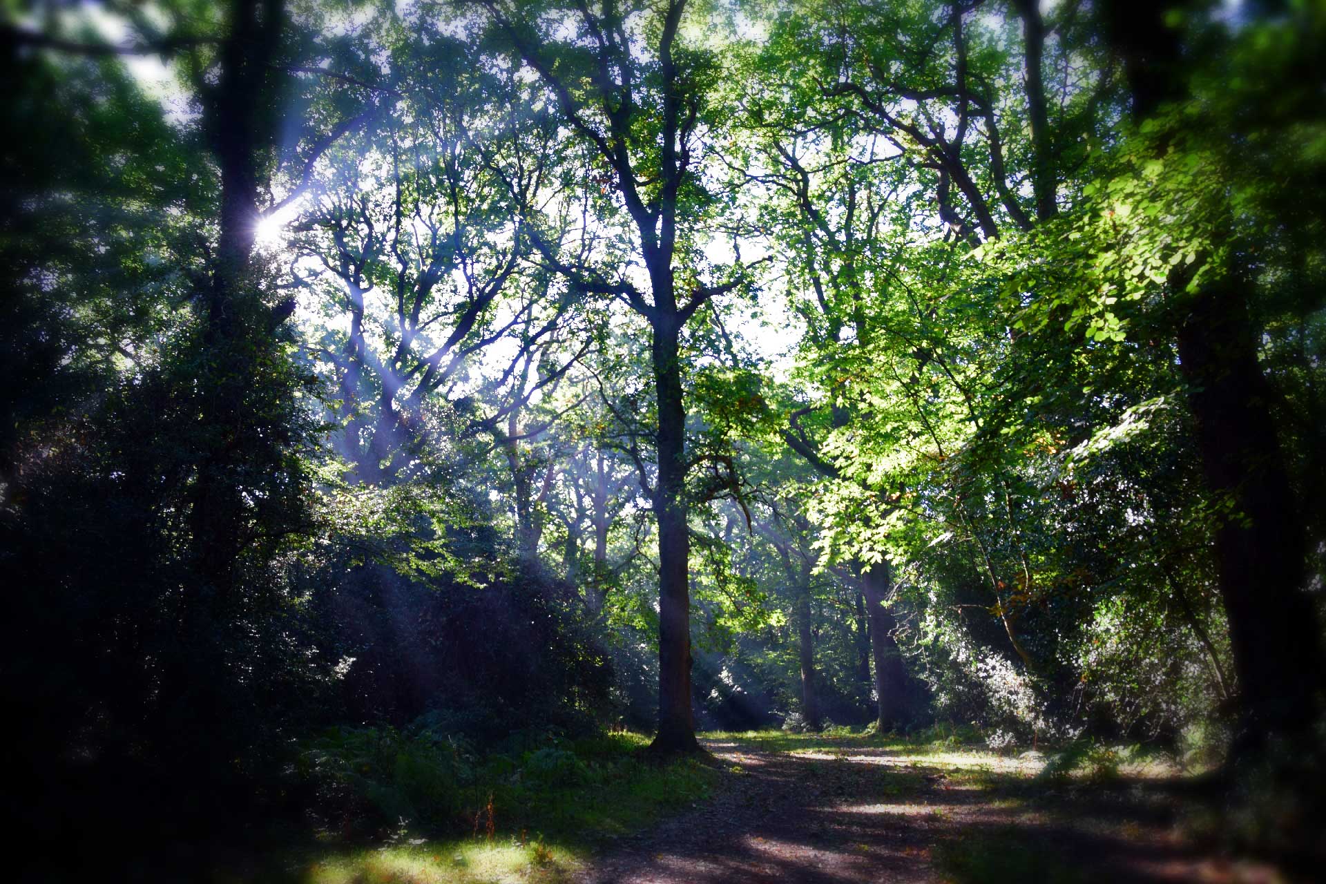 Godshill Inclosure